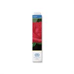 Rose Bud 38.5x38.5