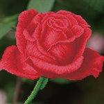 Rose Bud 38.5x38.5