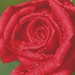 maRose Dew 38.5x38.5