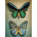 maAntique Butterflies 45x59.5