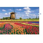 Puzzles 1000 pieces 685X480mm LANDSCAPE - Tulip fields - Hol